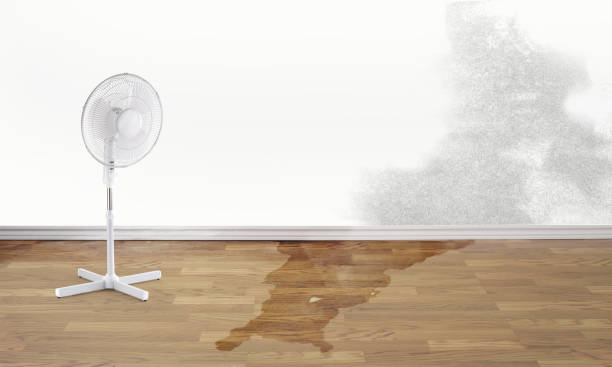 Best Mold removal after water damage  in Idylwood, VA